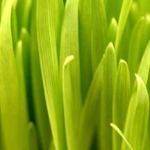 智能异常捕获的呼死你试用