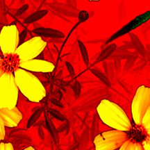 无限发短信验证码软件